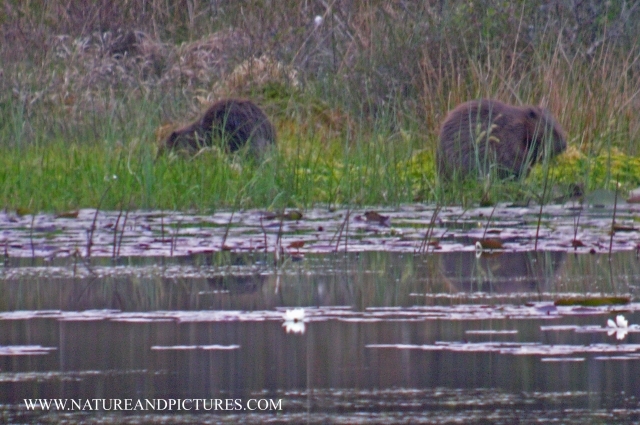 beavers, scotland, aigas, wild-09.jpg - THEIR MAIN FOOD SUPPLY ARE THE WATER LILLIES, AND THERE IS A PLENTIFUL SUPPLY ON THE LOCH